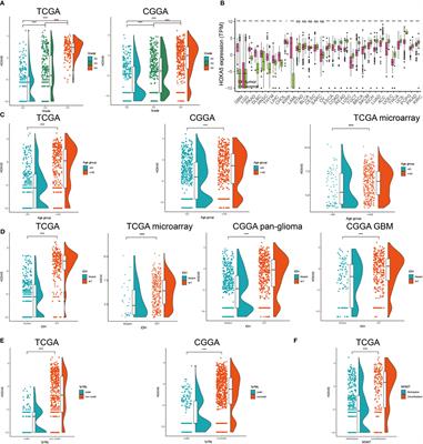 HOXA5 Is Recognized as a Prognostic-Related Biomarker and Promotes Glioma Progression Through Affecting Cell Cycle